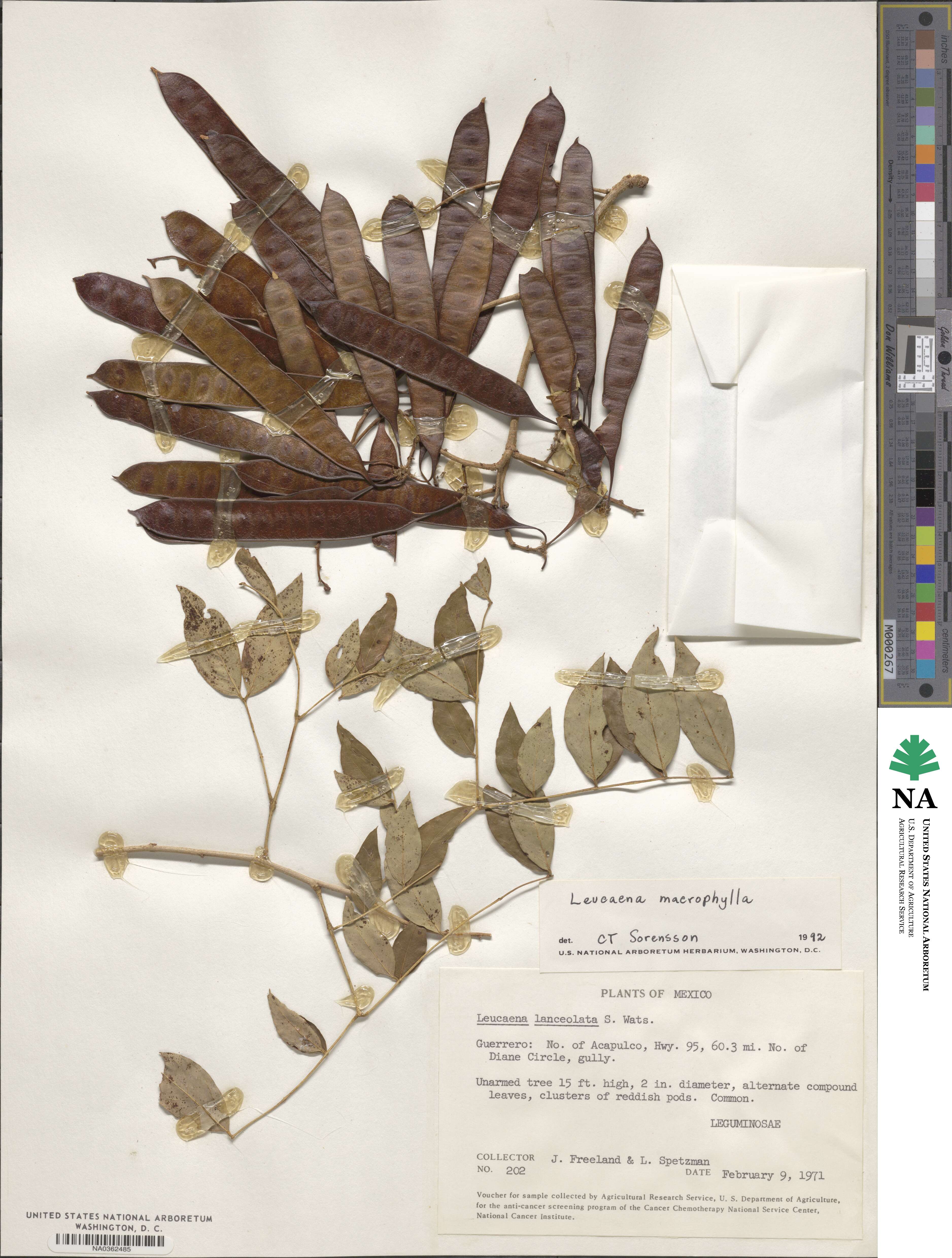 Leucaena macrophylla image