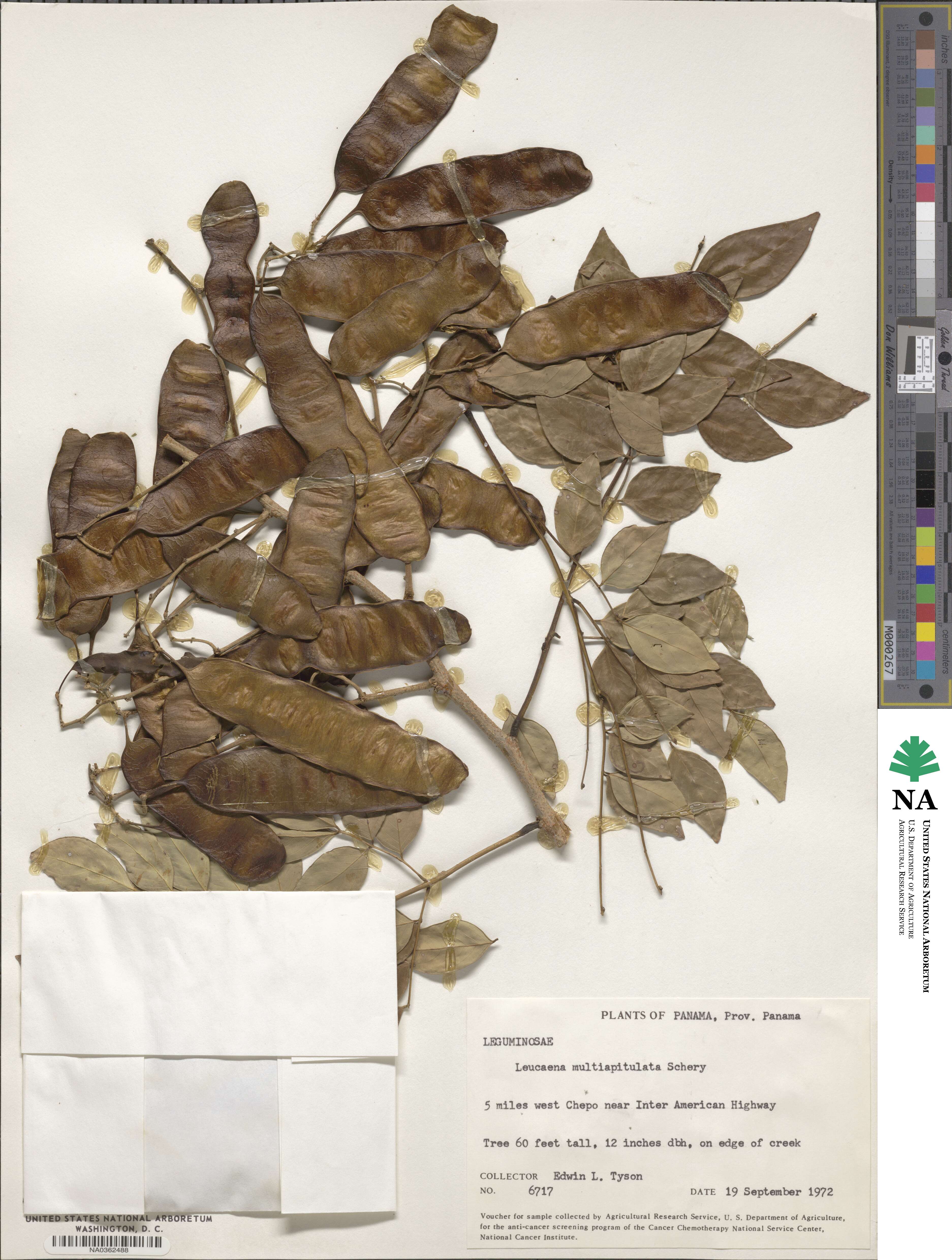 Leucaena multicapitula image