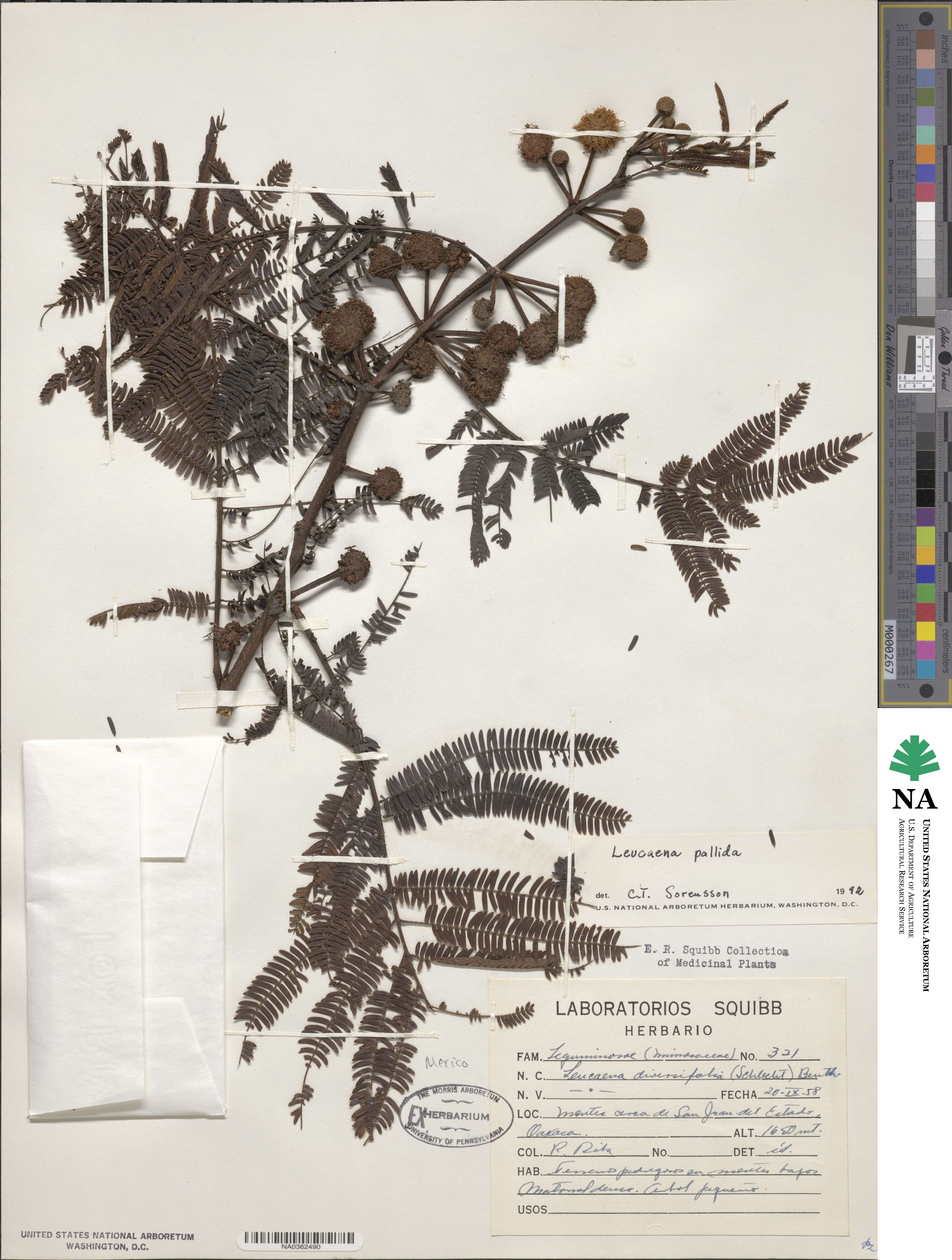 Leucaena pallida image