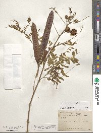 Leucaena leucocephala image