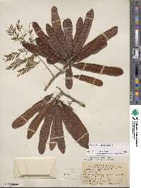 Leucaena leucocephala image