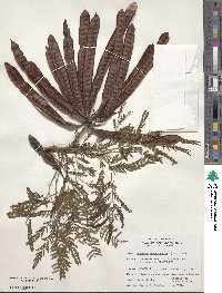 Leucaena leucocephala image