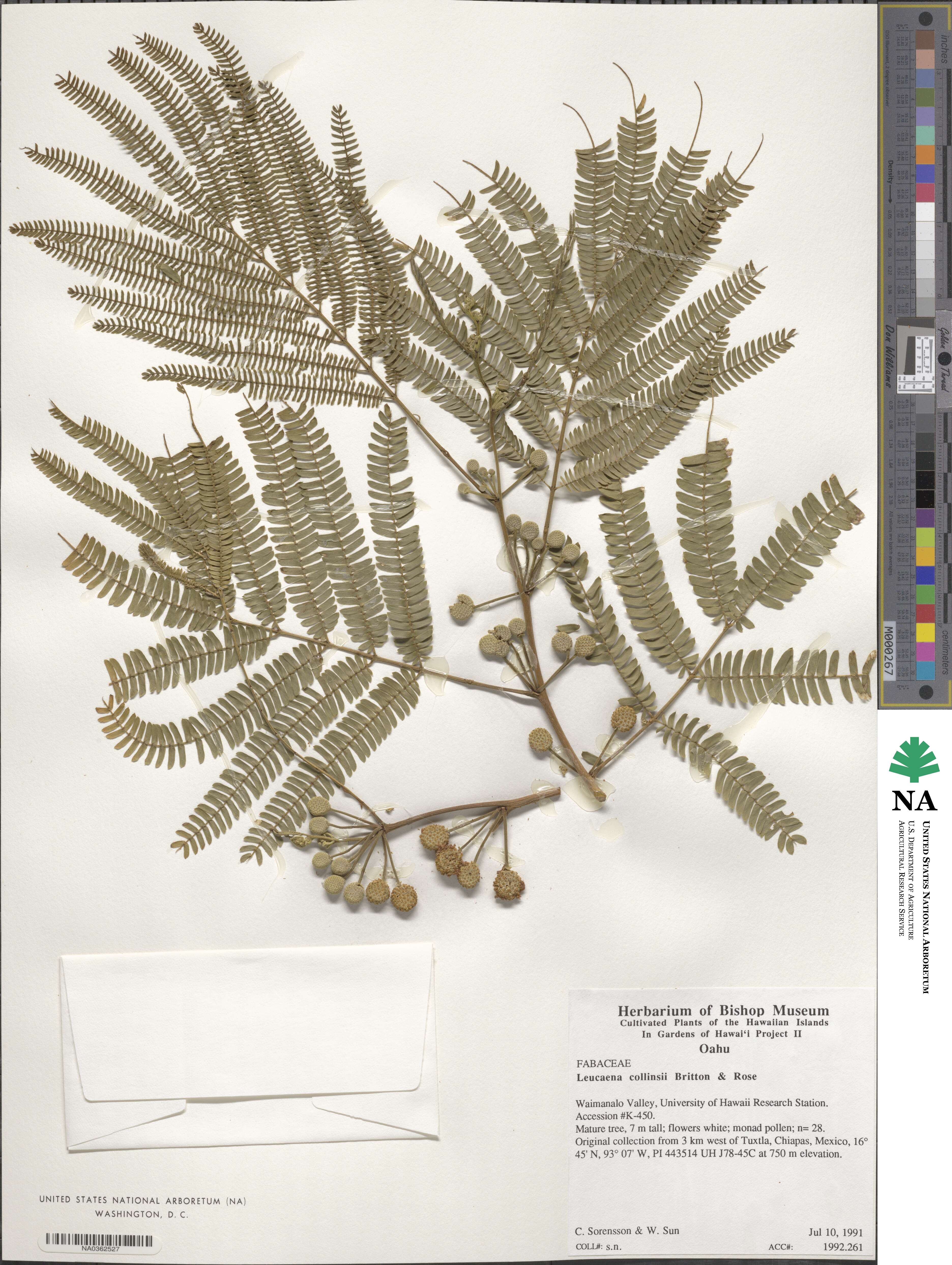 Leucaena collinsii image