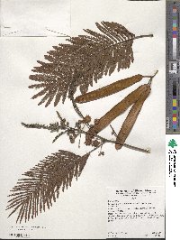 Leucaena diversifolia image