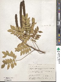 Leucaena lanceolata image