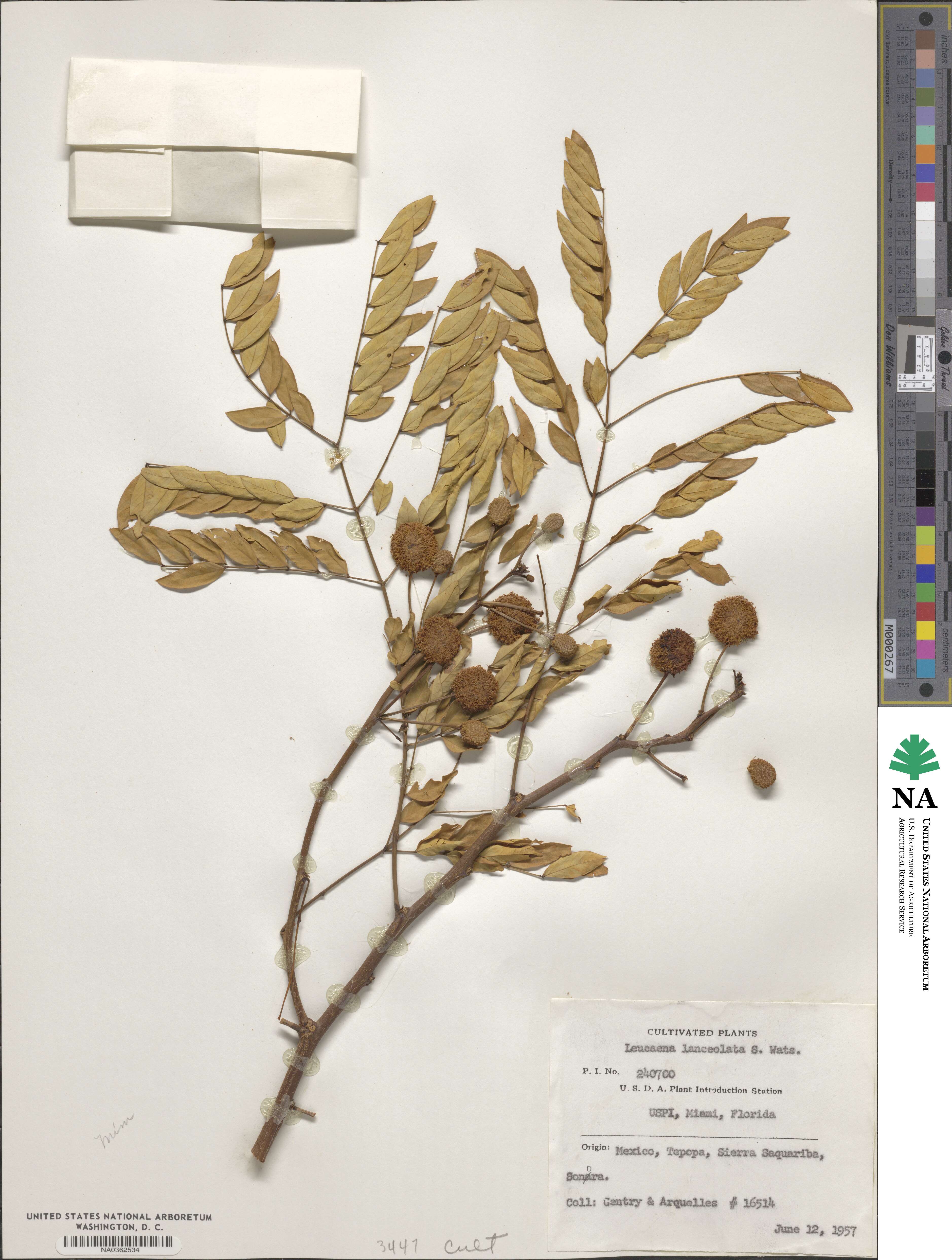 Leucaena lanceolata image