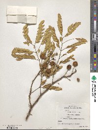 Leucaena lanceolata image