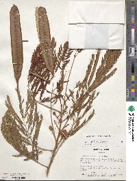 Leucaena leucocephala image