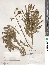 Leucaena leucocephala image