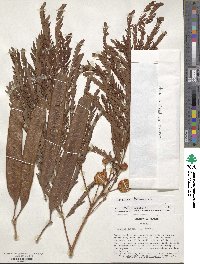 Leucaena leucocephala image