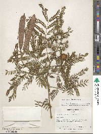 Leucaena leucocephala image