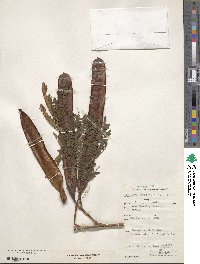 Leucaena leucocephala image