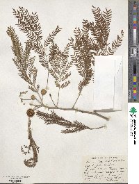 Leucaena leucocephala image