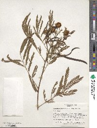 Leucaena leucocephala image