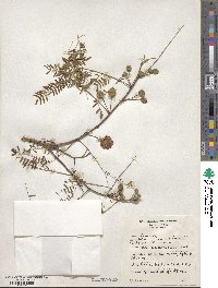 Leucaena leucocephala image