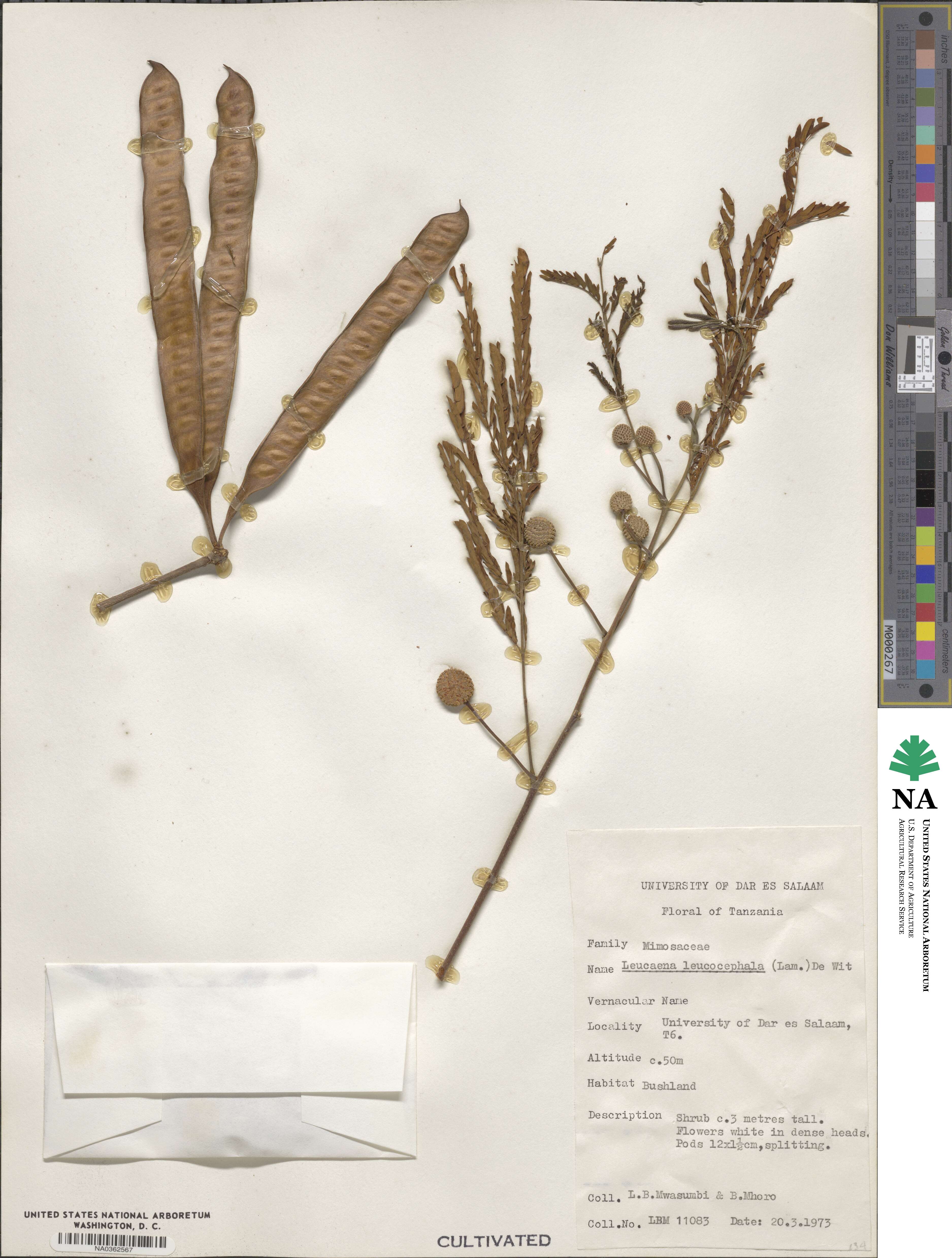 Leucaena leucocephala image