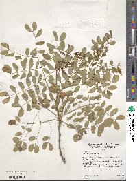 Leucaena retusa image