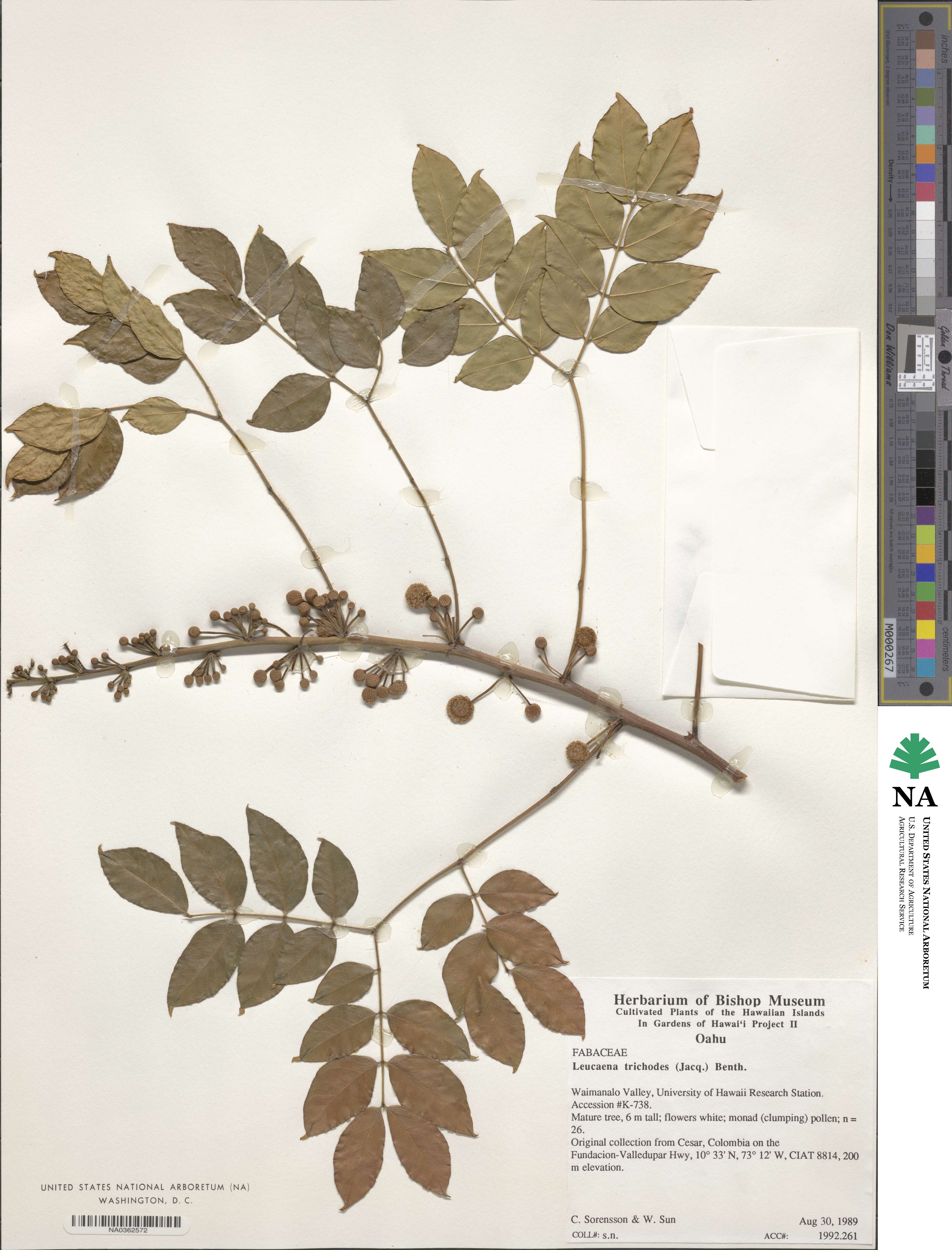 Leucaena trichodes image