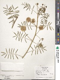 Mimosa quadrivalvis var. nuttallii image