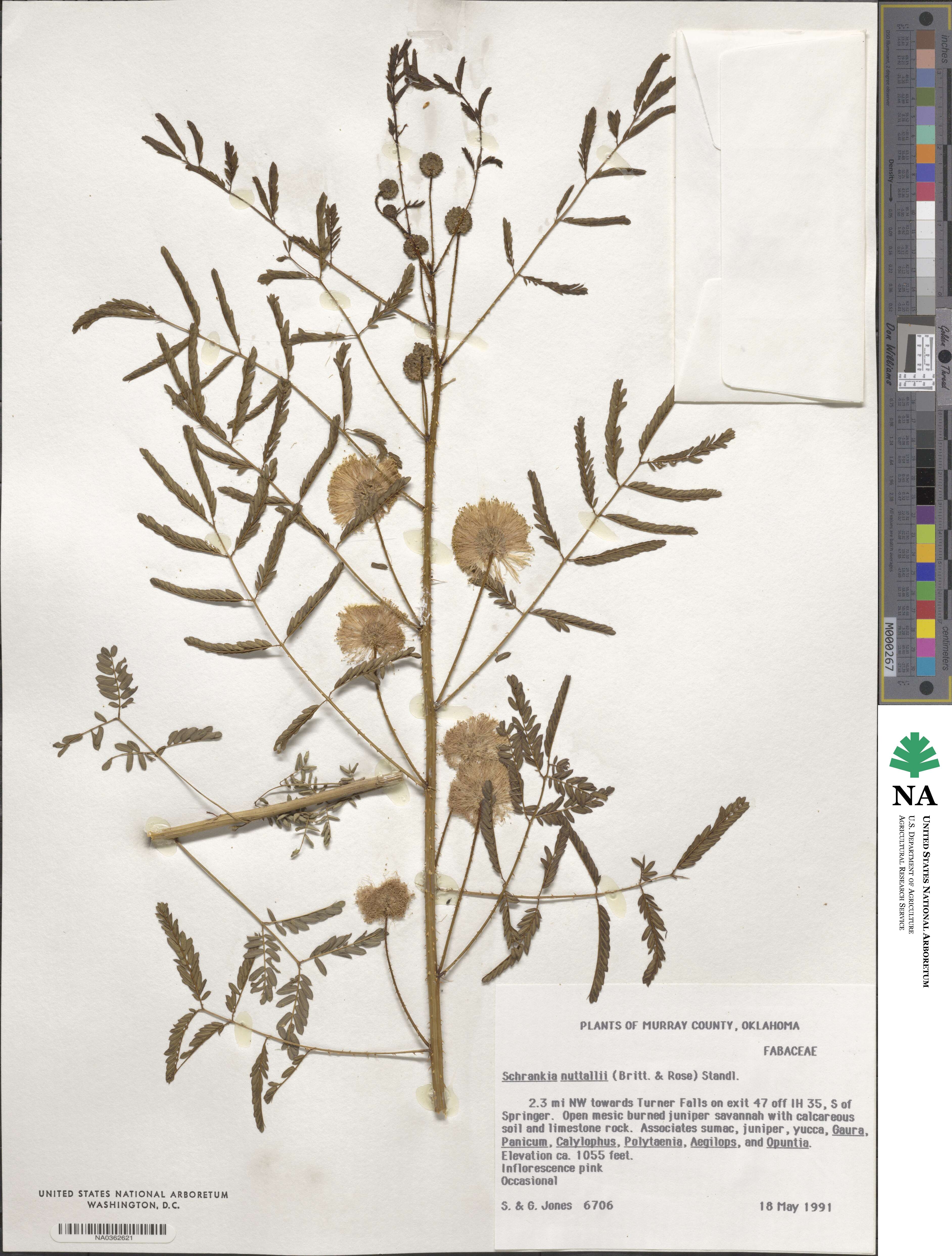 Mimosa quadrivalvis image