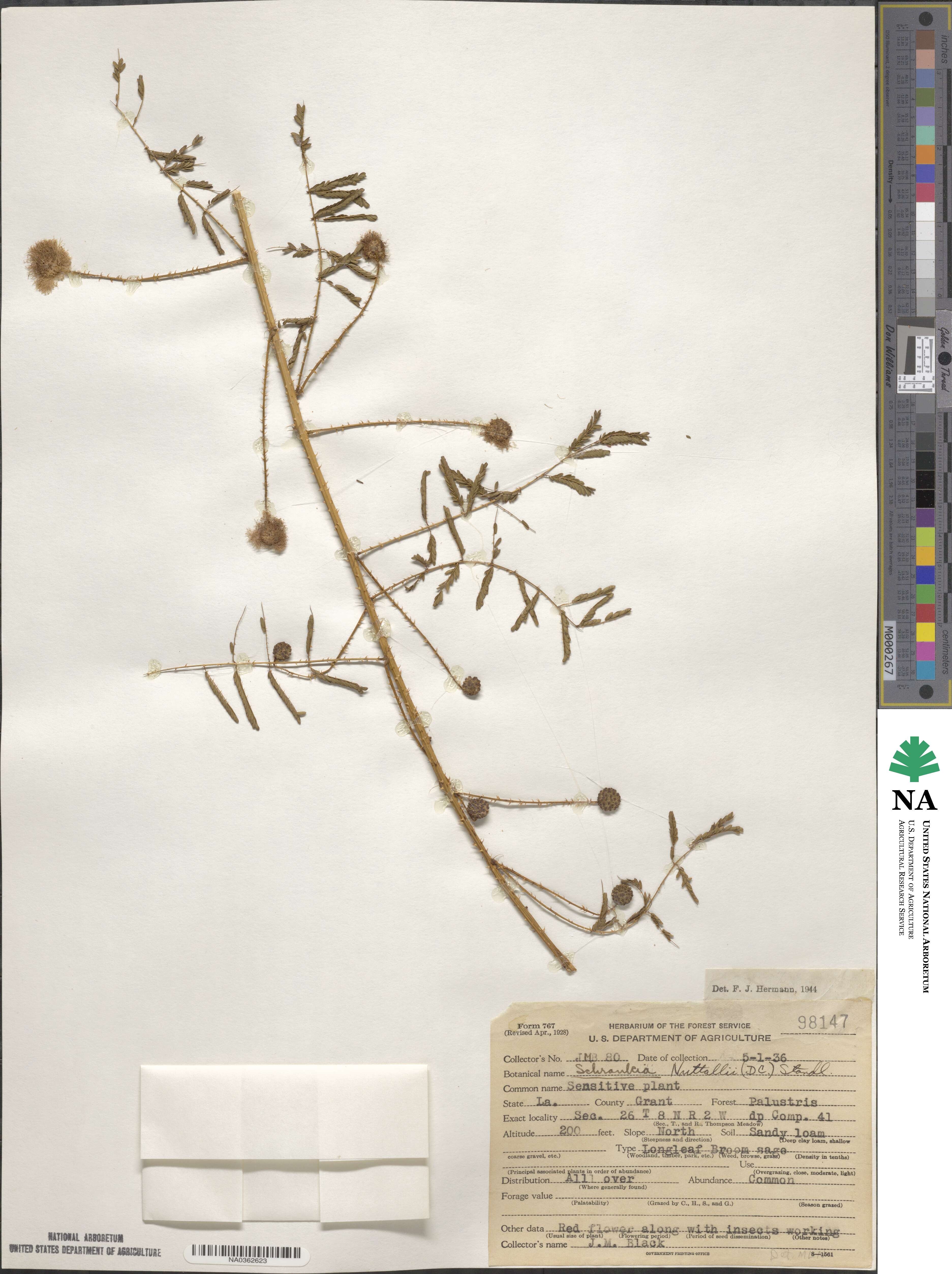 Mimosa quadrivalvis var. nuttallii image