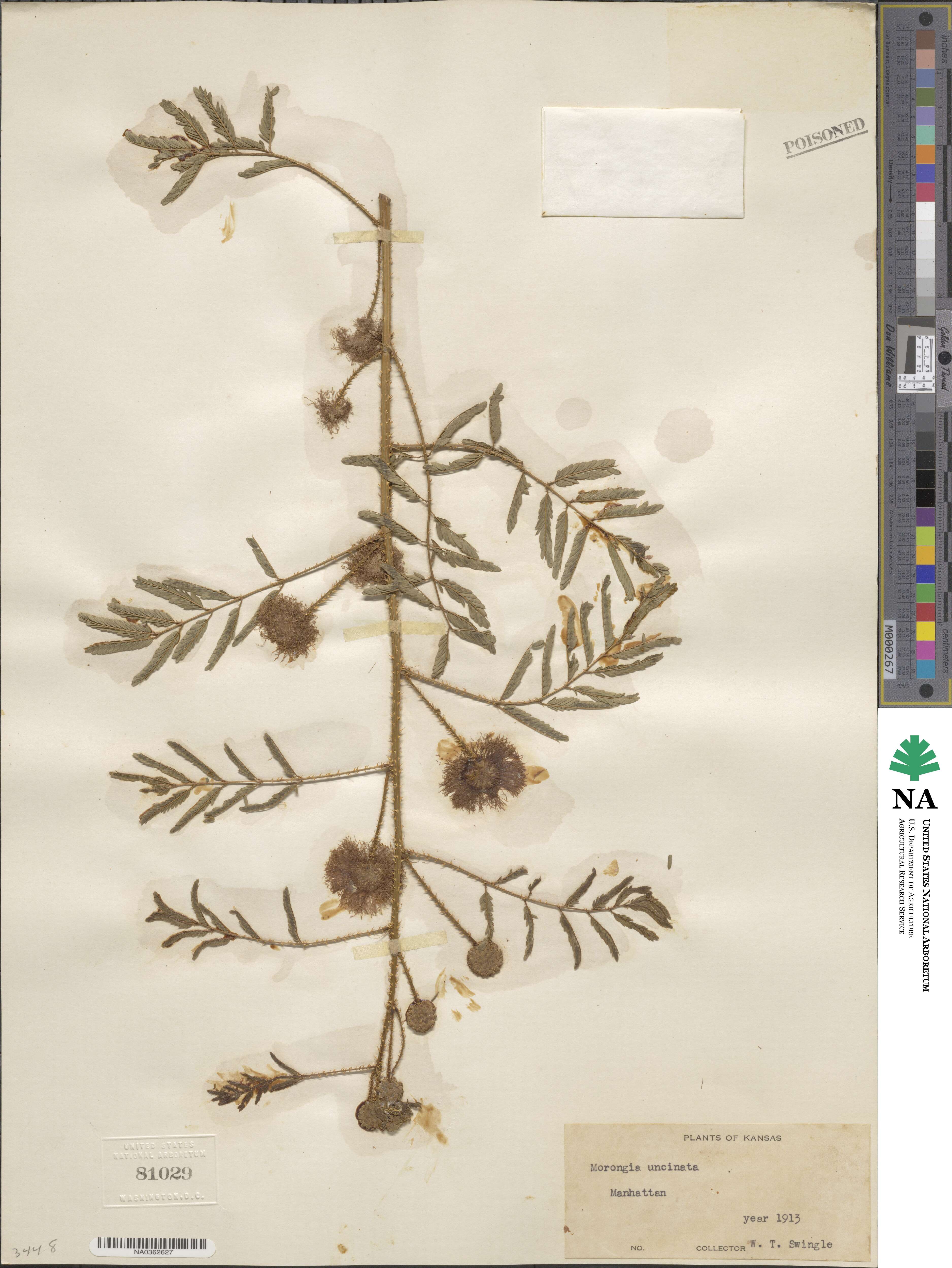 Mimosa quadrivalvis var. nuttallii image