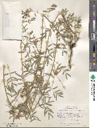 Schrankia roemeriana image