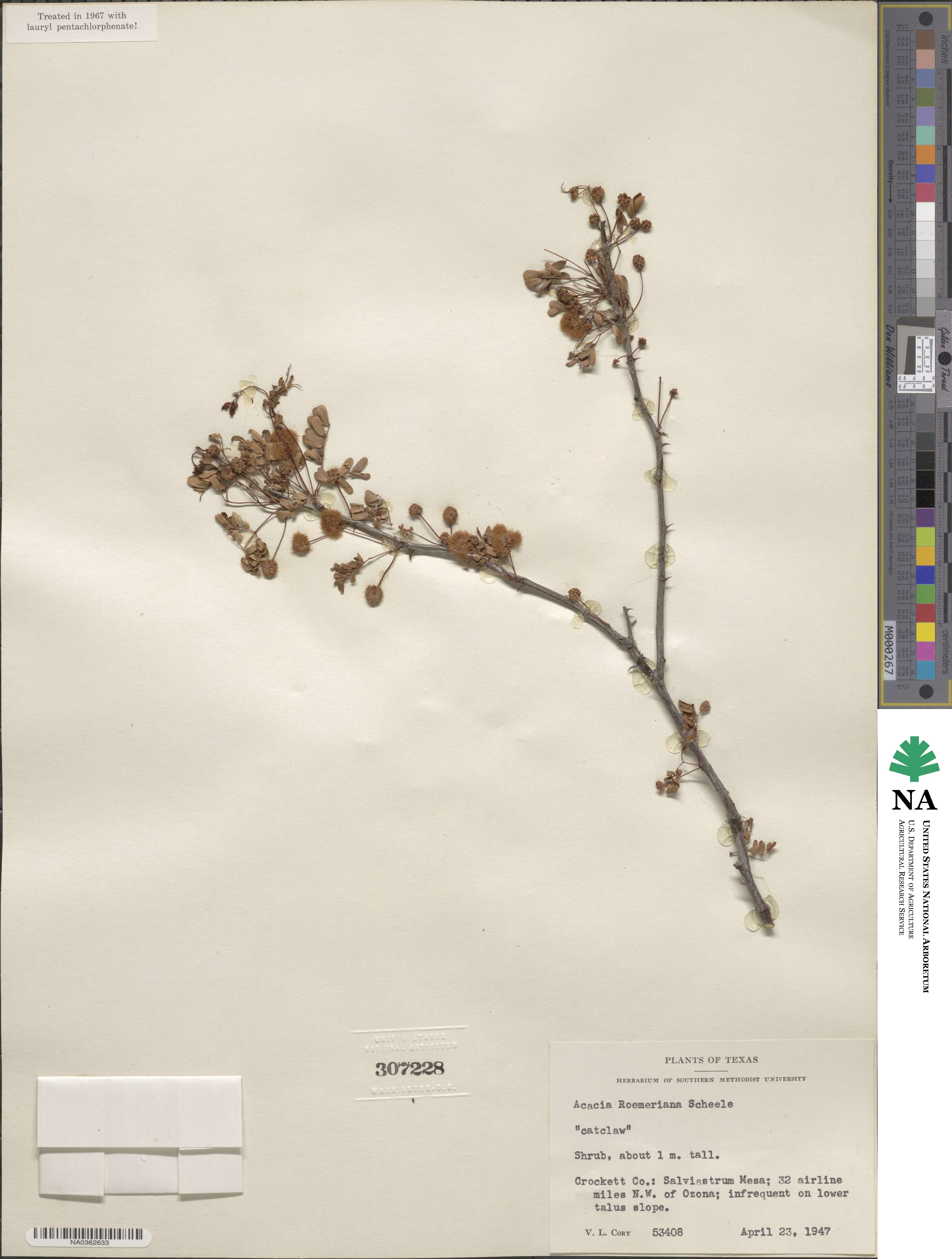 Schrankia roemeriana image
