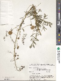 Mimosa quadrivalvis var. angustata image