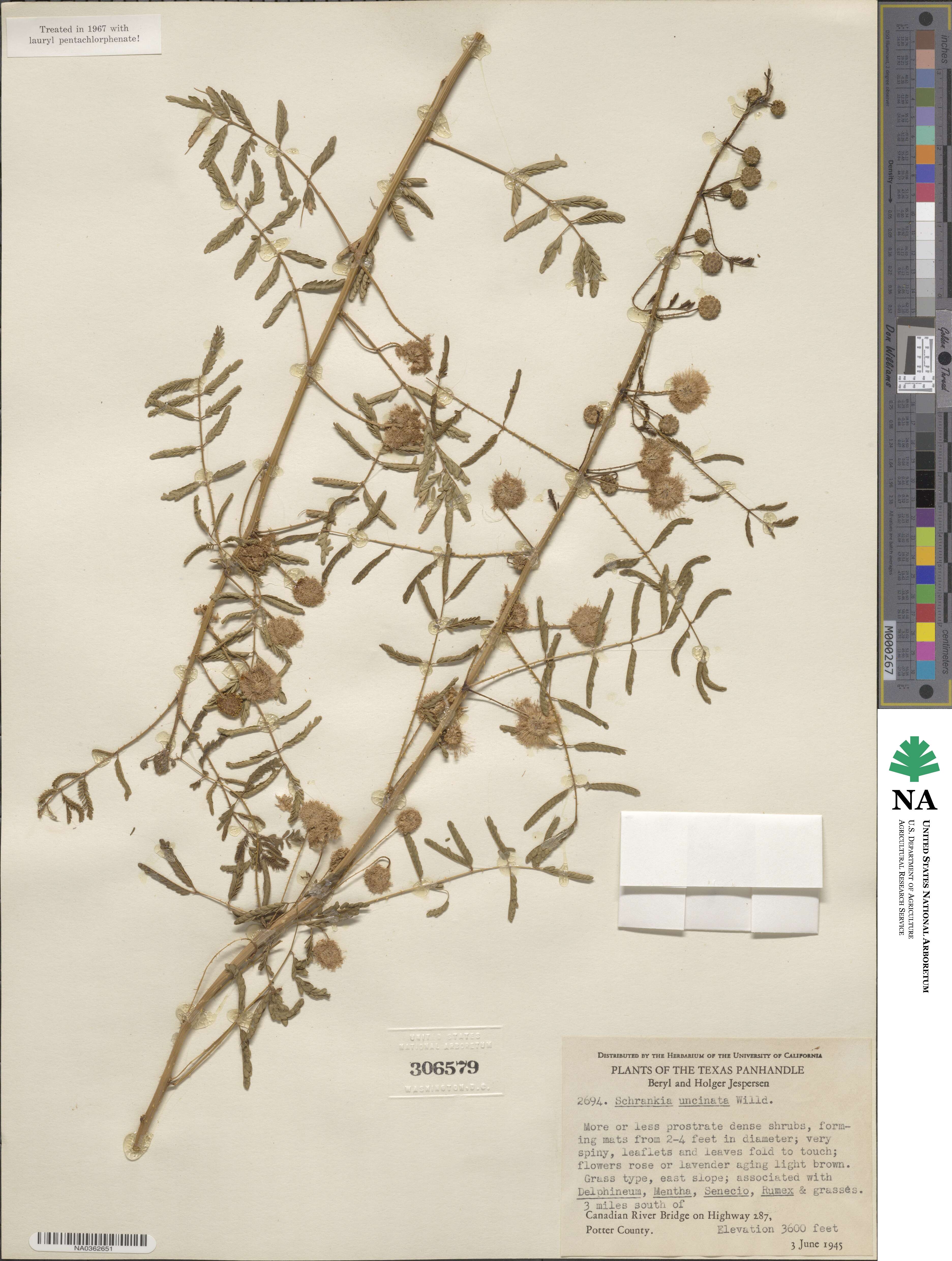 Mimosa quadrivalvis var. angustata image