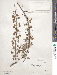 Mimosa biuncifera image