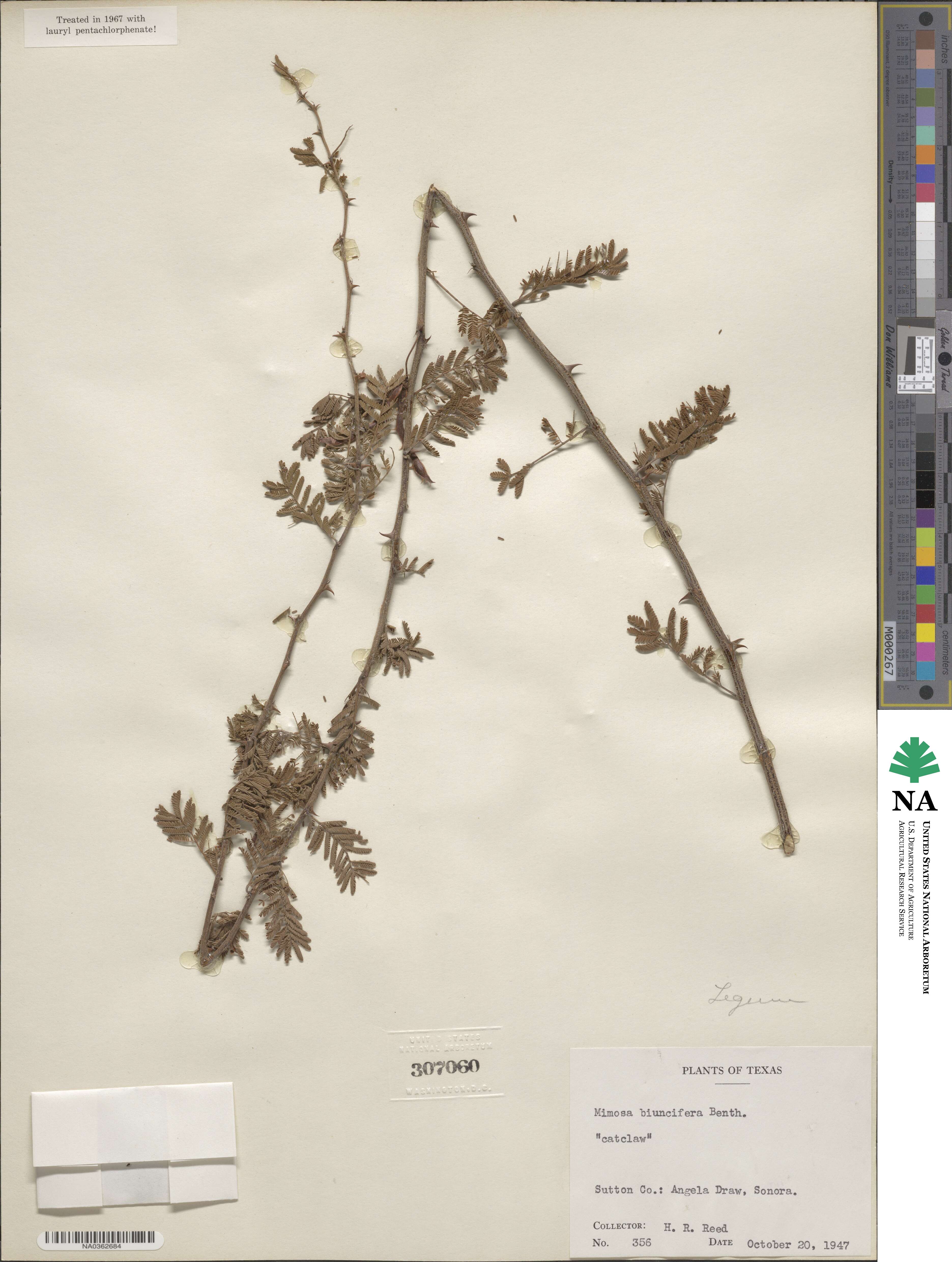 Mimosa biuncifera image