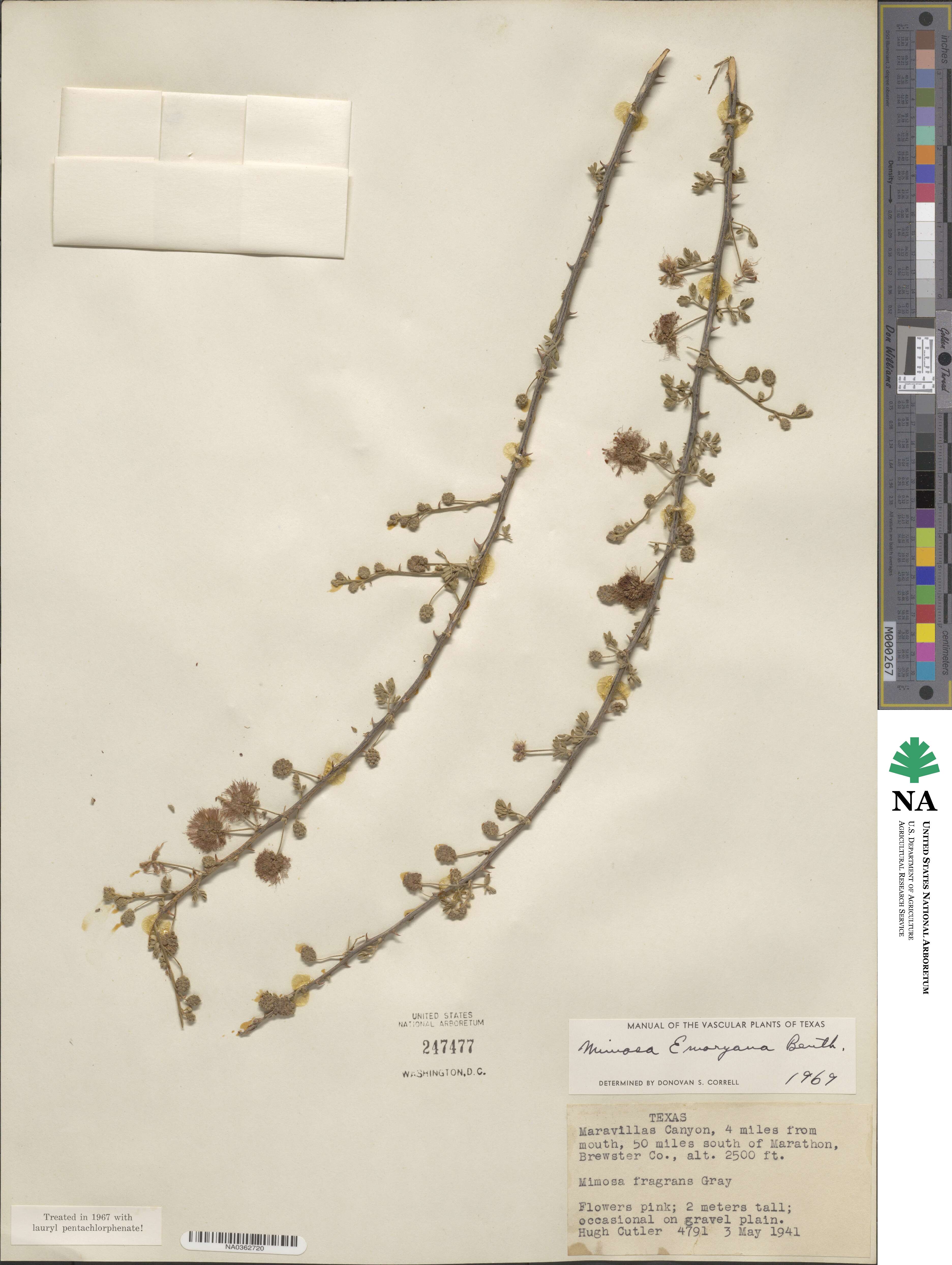 Mimosa emoryana image