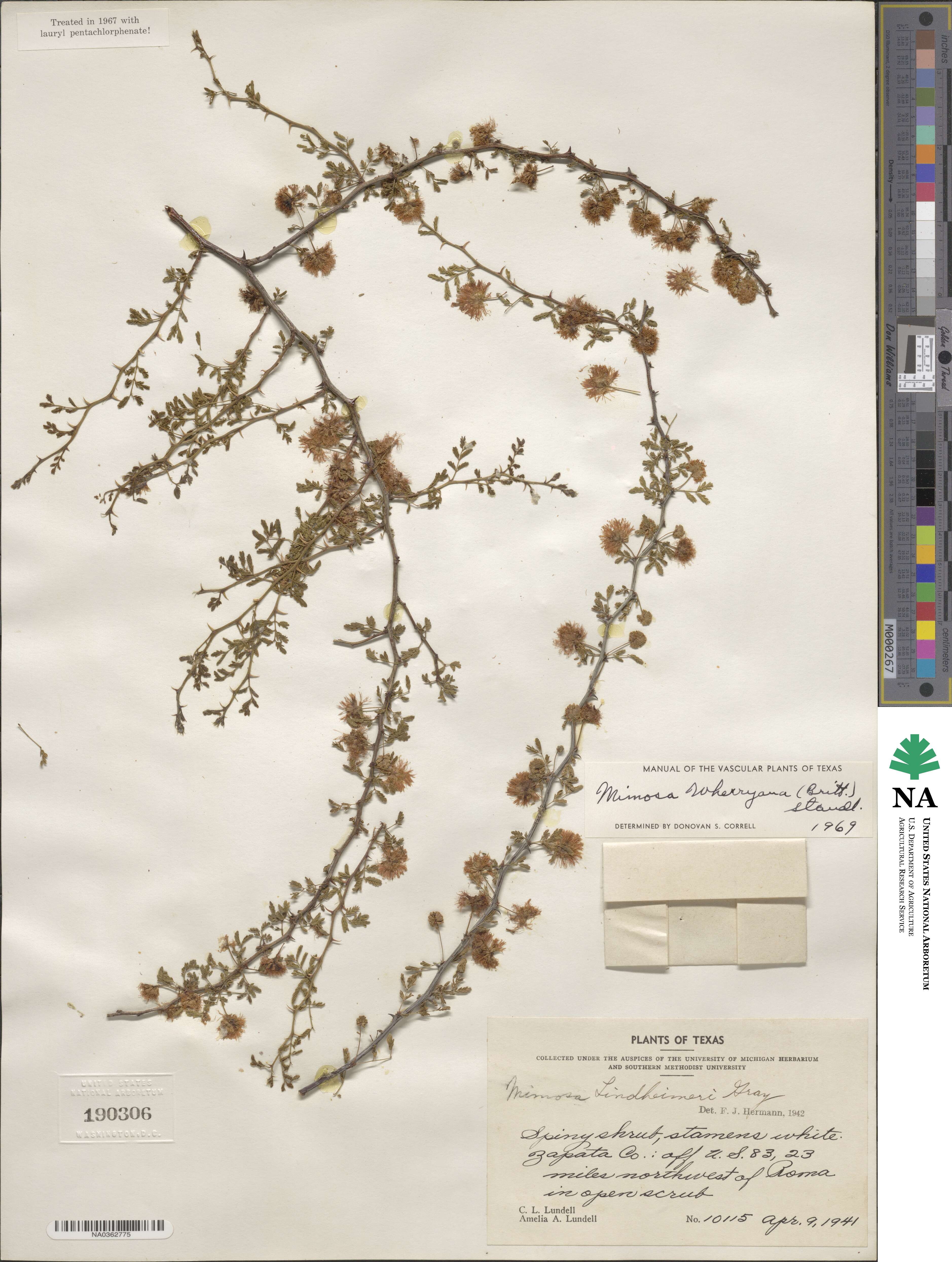 Mimosa texana var. texana image