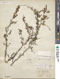 Mimosa texana var. texana image