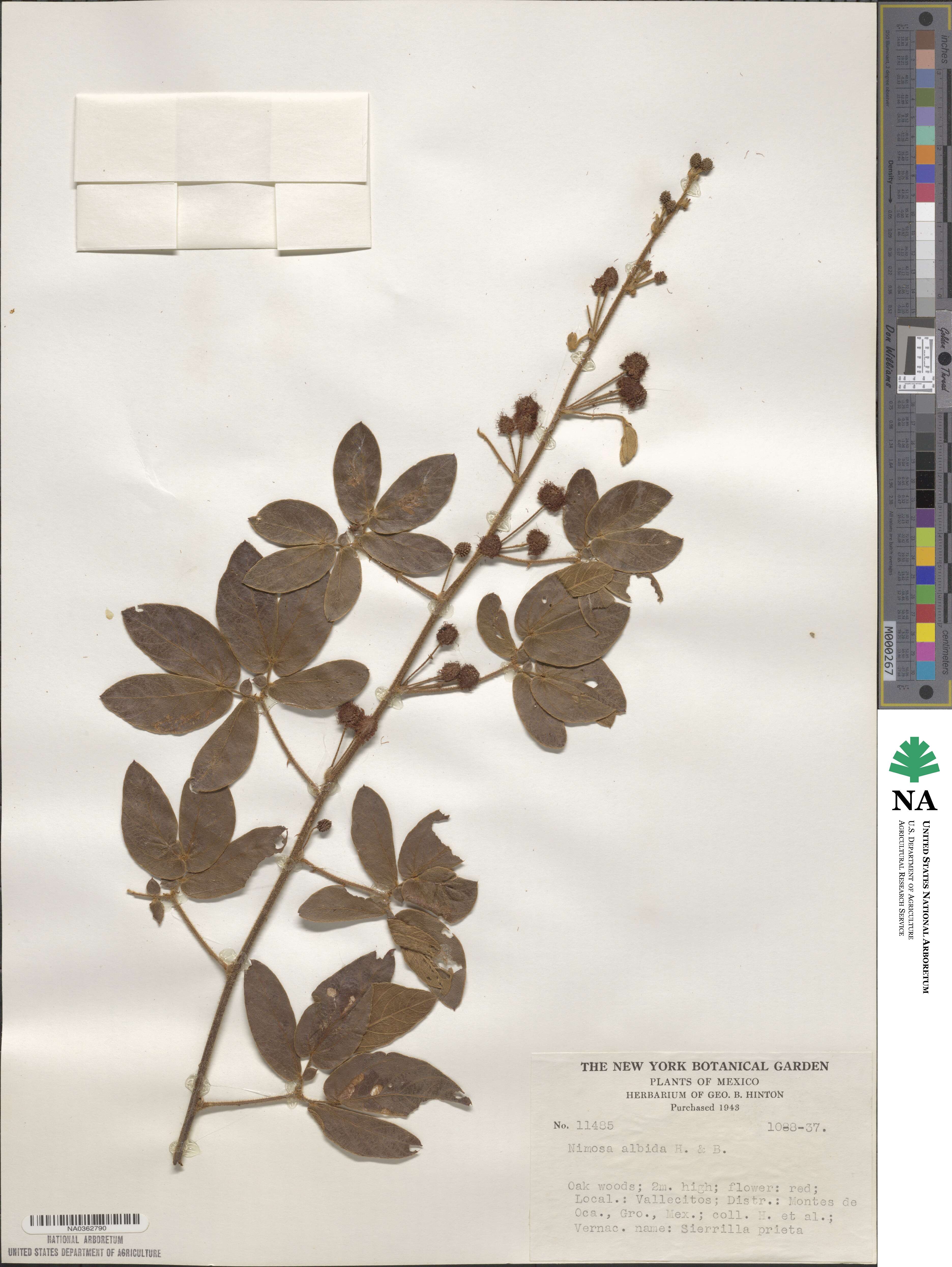 Mimosa albida image