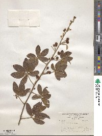 Mimosa albida image