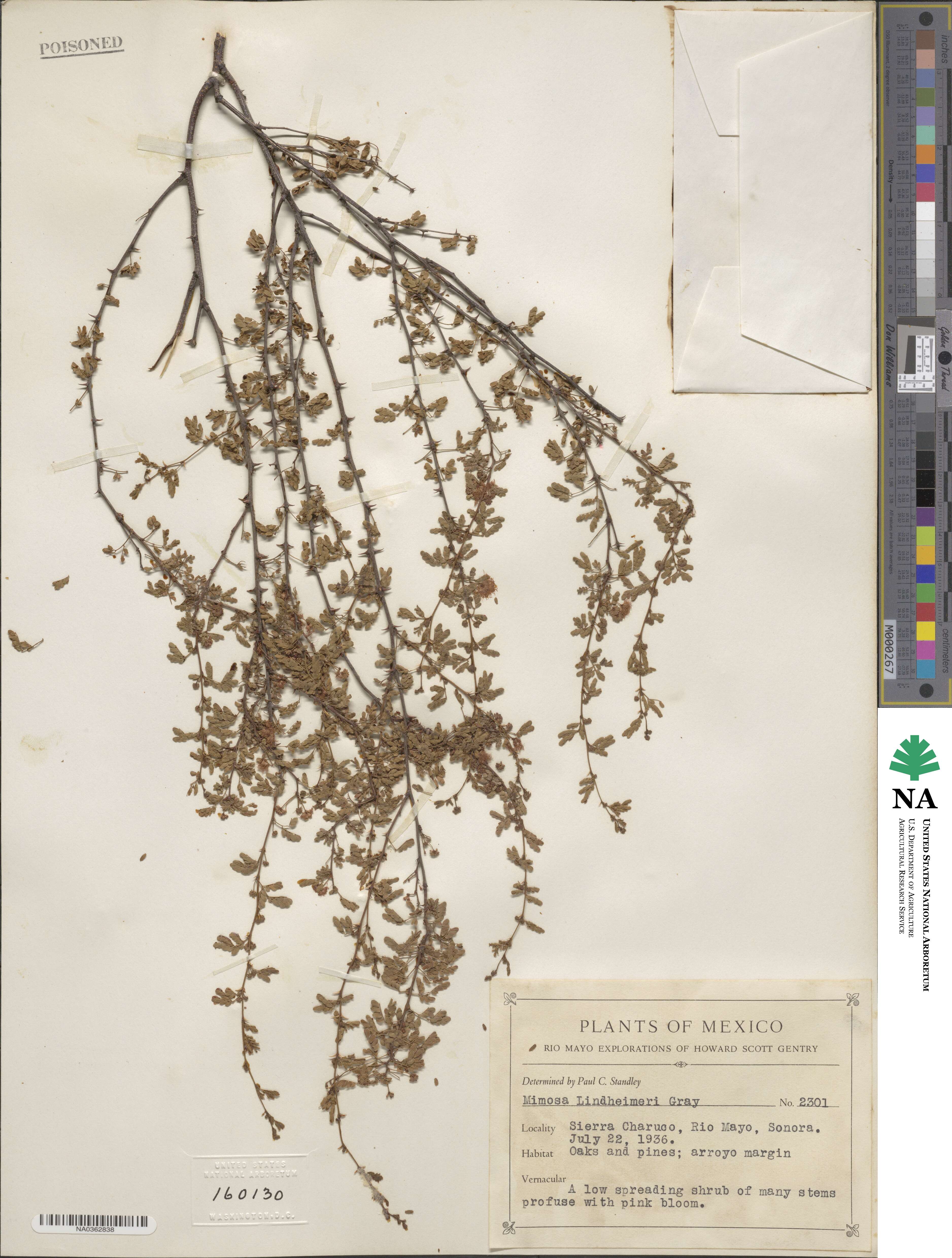 Mimosa biuncifera image