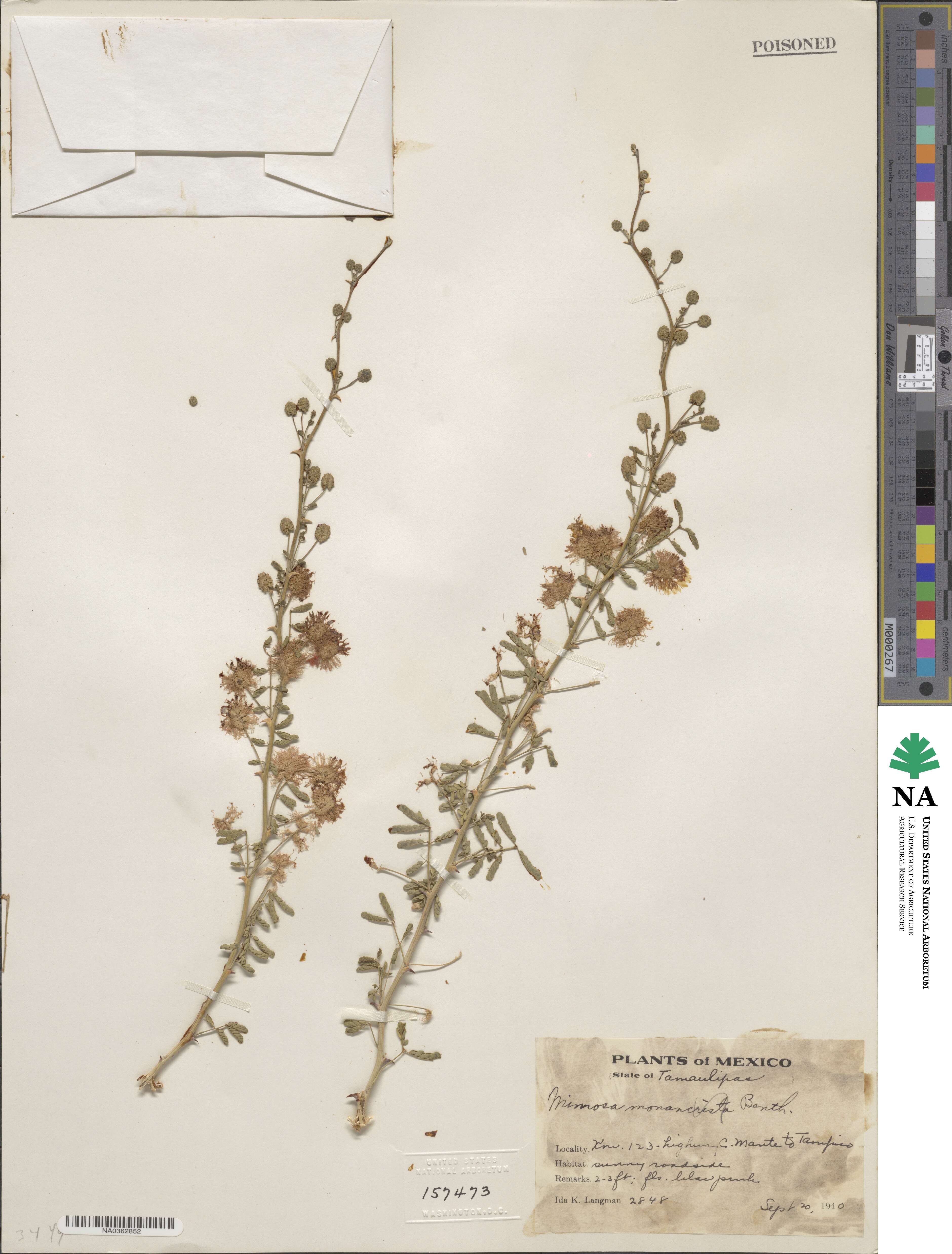 Mimosa monancistra image