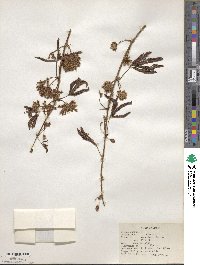 Mimosa pudica image