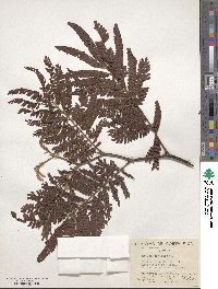 Mimosa schomburgkii image