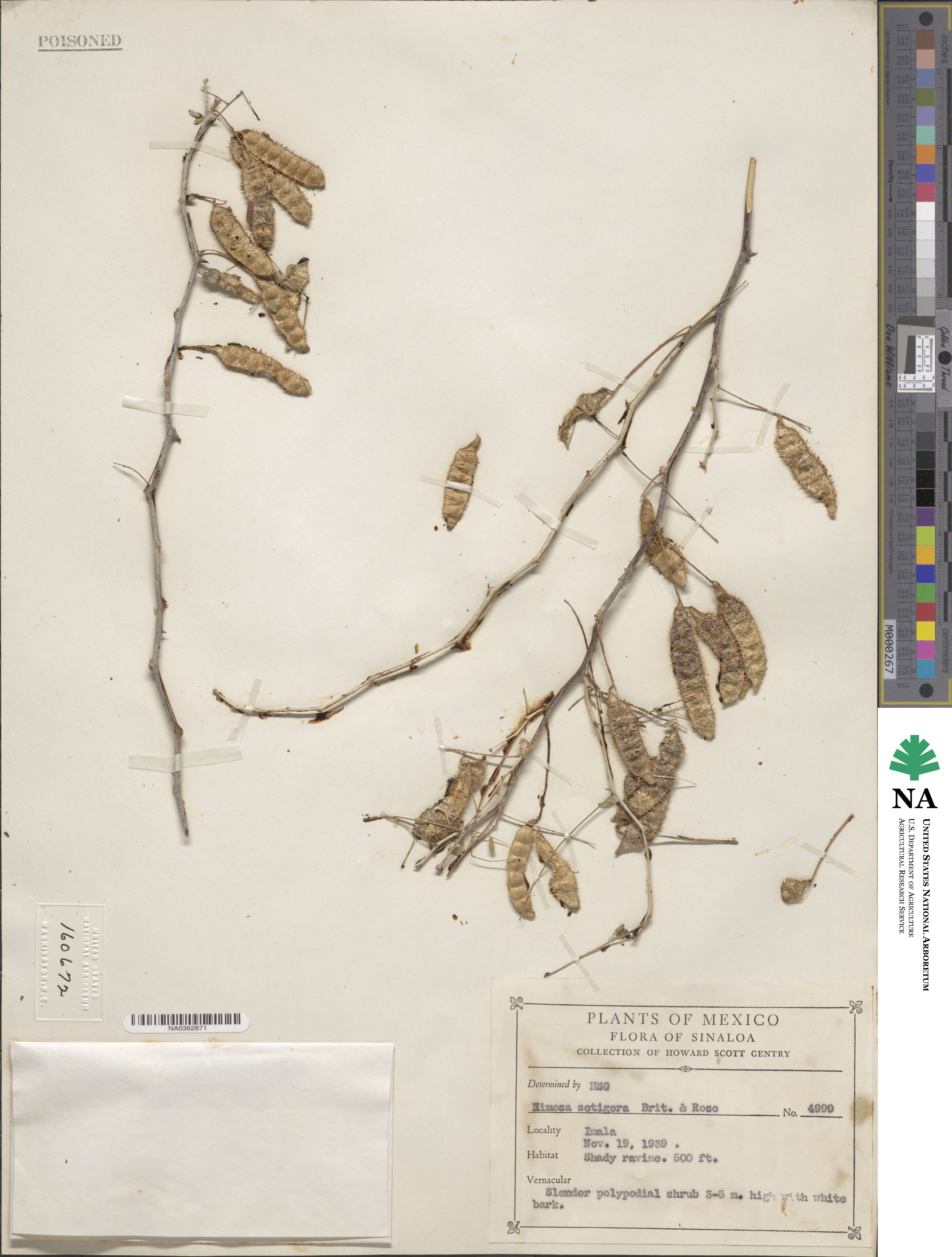 Mimosa polyantha image