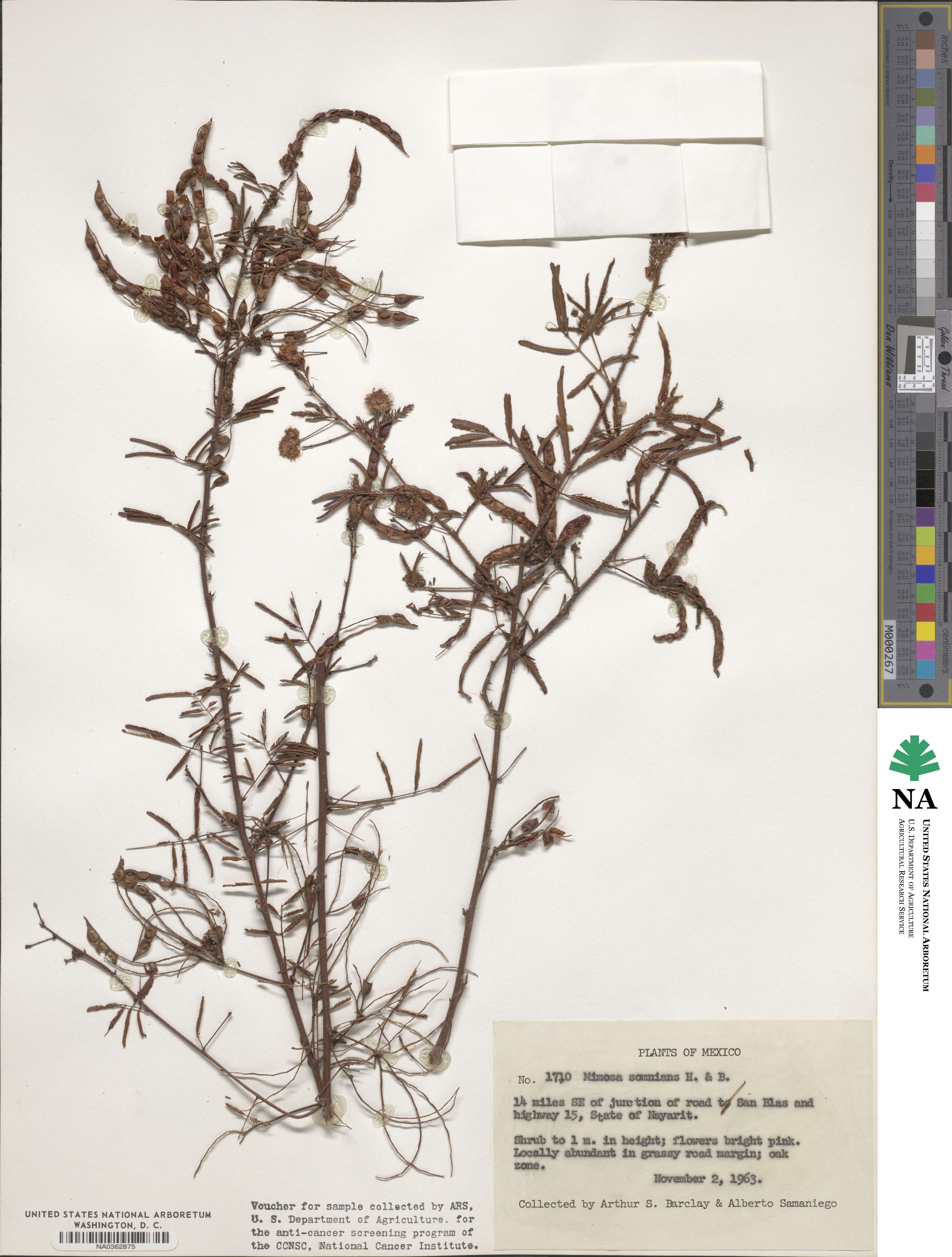 Mimosa somnians image
