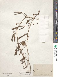 Mimosa pudica image