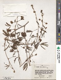 Mimosa pudica image