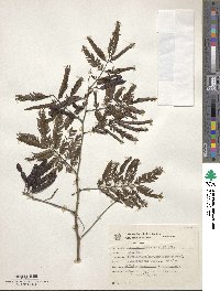 Mimosa bimucronata image