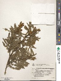 Image of Mimosa furfuracea