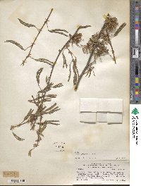 Mimosa polycarpa image