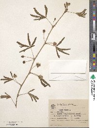 Mimosa pudica image