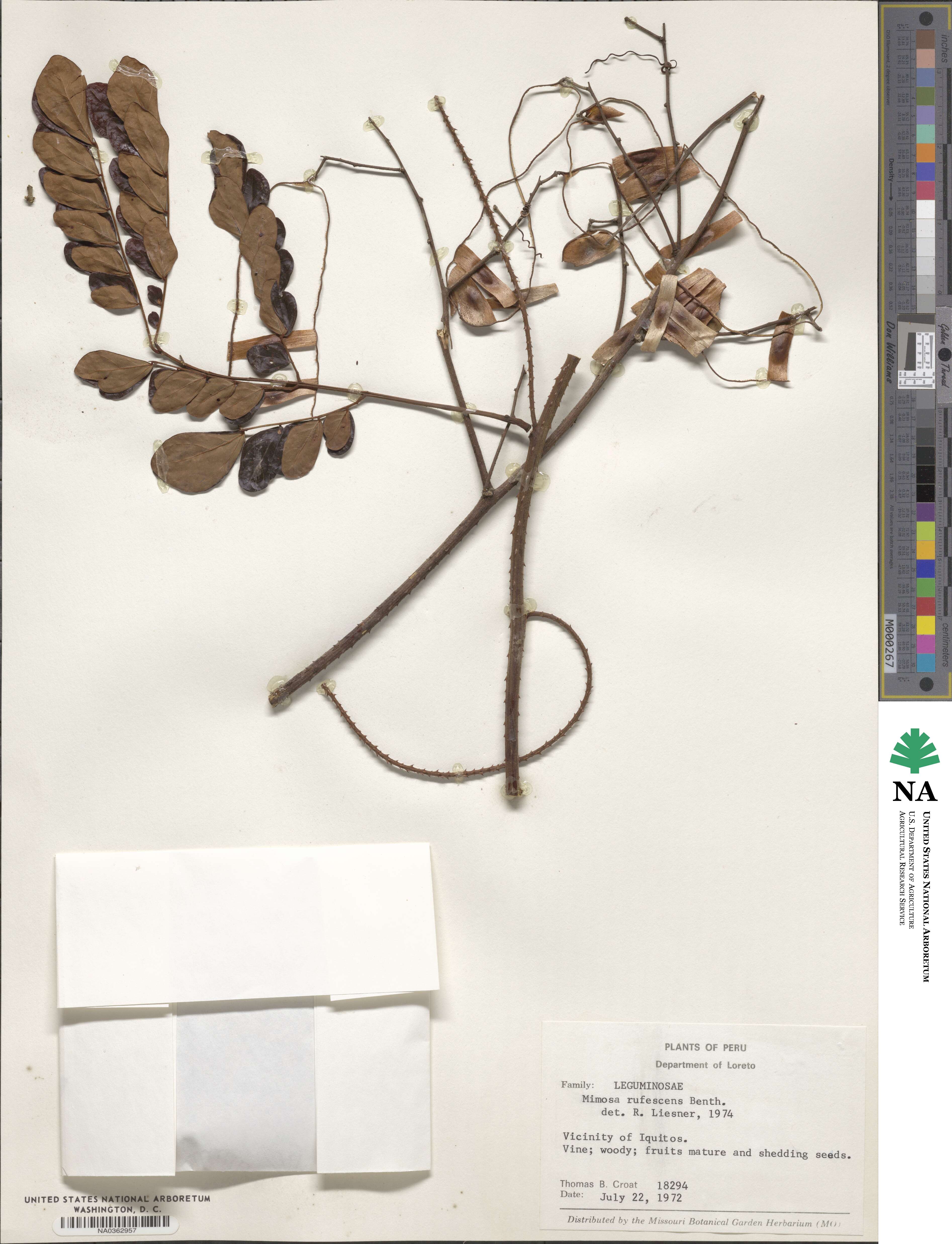 Mimosa rufescens image